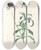 Triptych art skateboard deck of Pierre Joseph Redout La Botanique De J J Rousseau Pl 39 by Pierre Joseph Redoute (1759-1840)