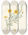 Triptych art skateboard deck of Pierre Joseph Redout Rosa Berberifolia by Pierre Joseph Redoute (1759-1840)