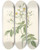 Triptych art skateboard deck of Pierre Joseph Redout Rosa Moschata by Pierre Joseph Redoute (1759-1840)