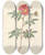 Triptych art skateboard deck of Pierre Joseph Redout Rosa Redutea Rubescens by Pierre Joseph Redoute (1759-1840)