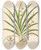 Triptych art skateboard deck of William Roxburgh Plants Of The Coast Of Coromandel Pl038 by William Roxburgh (1751-1815)