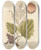 Triptych art skateboard deck of Elizabeth Blackwell Rhapontic by Elizabeth Blackwell (1707-1758)