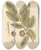 Triptych art skateboard deck of Elizabeth Blackwell Chesnut by Elizabeth Blackwell (1707-1758)