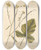 Triptych art skateboard deck of Elizabeth Blackwell Mustard by Elizabeth Blackwell (1707-1758)