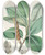 Triptych art skateboard deck of Walter Hood Fitch Magnolia Campbellii Hf Et T Fruiting Plant In Foliage by Walter Hood Fitch (1817-1892)