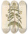 Triptych art skateboard deck of Elizabeth Blackwell Loosestrife by Elizabeth Blackwell (1707-1758)
