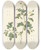 Triptych art skateboard deck of Pierre Joseph Redout Rosa Rubiginosa Vaillantiana by Pierre Joseph Redoute (1759-1840)