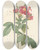 Triptych art skateboard deck of Pierre Joseph Redout Rosa Lheritieranea by Pierre Joseph Redoute (1759-1840)