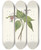 Triptych art skateboard deck of Mary Vaux Walcott Painted Trillium Trillium Undulatum by Mary Vaux Walcott (1860-1940)