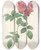 Triptych art skateboard deck of Pierre Joseph Redout Rosa Multiflora Platyphylla by Pierre Joseph Redoute (1759-1840)