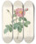 Triptych art skateboard deck of Pierre Joseph Redout Rosa Centifolia Simplex by Pierre Joseph Redoute (1759-1840)