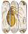 Triptych art skateboard deck of Martin Frobenius Ledermuller Amusement Microscopique Tant Pour Lesprit Que Pour Les Yeux Pl021 by Martin Frobenius Ledermu%Cc%88Ller (1719-1769)