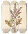 Triptych art skateboard deck of Elizabeth Blackwell Flower Gentle by Elizabeth Blackwell (1707-1758)