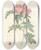 Triptych art skateboard deck of Pierre Joseph Redout Rosa Lucida by Pierre Joseph Redoute (1759-1840)