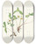 Triptych art skateboard deck of Mary Vaux Walcott Pale Strawberry Fragaria Glauca by Mary Vaux Walcott (1860-1940)