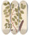 Triptych art skateboard deck of Elizabeth Blackwell The Carob Tree by Elizabeth Blackwell (1707-1758)