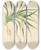 Triptych art skateboard deck of William Roxburgh Plants Of The Coast Of Coromandel Pl094 by William Roxburgh (1751-1815)