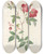 Triptych art skateboard deck of Pierre Joseph Redout Rosa Indica Rosier De Chine A Fleurs Doubles by Pierre Joseph Redoute (1759-1840)