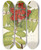 Triptych art skateboard deck of Mary Vaux Walcott Western Mountainash Sorbus Sambucifolia by Mary Vaux Walcott (1860-1940)