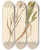 Triptych art skateboard deck of Elizabeth Blackwell Scorzonera Or Vipers Grass by Elizabeth Blackwell (1707-1758)