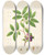 Triptych art skateboard deck of William Roxburgh Plants Of The Coast Of Coromandel Pl035 by William Roxburgh (1751-1815)