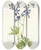 Triptych art skateboard deck of Mary Vaux Walcott Slim Larkspur Delphinium Depauperatum by Mary Vaux Walcott (1860-1940)