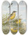 Triptych art skateboard deck of Johann Friedrich Naumann Budytes Taivanus Swinhoe Budytes Flavus Beema Sykes Budytes Flavus Borealis Sundevall by Johann Friedrich Naumann (1780-1857)