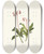 Triptych art skateboard deck of Mary Vaux Walcott Western Pipsissewa Chimaphila Umbellata Var Occidentalis by Mary Vaux Walcott (1860-1940)
