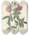 Triptych art skateboard deck of Pierre Joseph Redout Rosa Hudsoniana Subcorymbosa by Pierre Joseph Redoute (1759-1840)