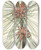 Triptych art skateboard deck of Mary Vaux Walcott Loblolly Pine Pinus Taeda by Mary Vaux Walcott (1860-1940)