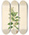 Triptych art skateboard deck of William Roxburgh Plants Of The Coast Of Coromandel Pl087 by William Roxburgh (1751-1815)