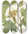 Triptych art skateboard deck of Mary Vaux Walcott Tuliptree Liriodendron Tulipifera by Mary Vaux Walcott (1860-1940)