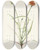 Triptych art skateboard deck of Mary Vaux Walcott Grassleaf Agoseris Agoseris Graminiflolia by Mary Vaux Walcott (1860-1940)