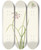 Triptych art skateboard deck of Mary Vaux Walcott Nodding Onion Allium Cernuum by Mary Vaux Walcott (1860-1940)