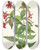 Triptych art skateboard deck of Mary Vaux Walcott Lewis Monkeyflower Mimulus Lewisii by Mary Vaux Walcott (1860-1940)