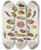 Triptych art skateboard deck of Martin Frobenius Ledermuller Amusement Microscopique Tant Pour Lesprit Que Pour Les Yeux Pl005 by Martin Frobenius Ledermu%Cc%88Ller (1719-1769)