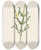 Triptych art skateboard deck of Pierre Joseph Redout Description Des Plantes Rares Cultivees A Malmaison Et A Navarre Pl08 by Pierre Joseph Redoute (1759-1840)