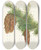 Triptych art skateboard deck of Mary Vaux Walcott Douglasfir Pseudotsuga Mucronata by Mary Vaux Walcott (1860-1940)
