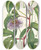 Triptych art skateboard deck of Mary Vaux Walcott Maypop Passiflora Incarnata by Mary Vaux Walcott (1860-1940)