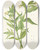 Triptych art skateboard deck of Mary Vaux Walcott Yellow Willowweed Epilobium Lutem by Mary Vaux Walcott (1860-1940)