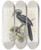 Triptych art skateboard deck of Daniel Giraud Elliot Tockus Hartlaubi by Daniel Giraud Elliot (1835-1915)