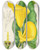 Triptych art skateboard deck of Illtyd Buller Poleevans Richardia Angustiloba by Illtyd Buller Pole-Evans (1879-1968)