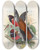 Triptych art skateboard deck of John Gould A Monograph Of The Trogonidae Or Family Of Trogons Pl34 by John Gould (1804-1881)