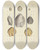 Triptych art skateboard deck of James Sowerby The Mineral Conchology Of Great Britain Pl528 by James Sowerby (1757-1822)