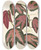 Triptych art skateboard deck of Charles Antoine Lemaire Passiflora Trifasciata by Charles Antoine Lemaire (1800-1871)