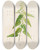 Triptych art skateboard deck of Pierre Joseph Redout Description Des Plantes Rares Cultivees A Malmaison Et A Navarre Pl02 by Pierre Joseph Redoute (1759-1840)