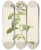 Triptych art skateboard deck of Pierre Joseph Redout Description Des Plantes Rares Cultivees A Malmaison Et A Navarre Pl32 by Pierre Joseph Redoute (1759-1840)