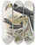 Triptych art skateboard deck of Daniel Giraud Elliot Tockus Fasciatustockus Semifasciatus by Daniel Giraud Elliot (1835-1915)