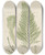 Triptych art skateboard deck of Walter Hood Fitch Cryptogamic Botany Of The Antarctic Voyage Of Hm Discovery Ships Erebus And Terror In The Years 1839 Pl43 by Walter Hood Fitch (1817-1892)
