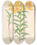 Triptych art skateboard deck of Walter Hood Fitch Lilium Croceum by Walter Hood Fitch (1817-1892)